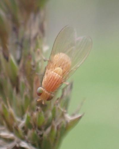 Réf. 305 612 : Sapromyzosoma quadripunctata